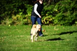 Jouet de traction pour chien avec 2 balles de tennis et ruban en nylon, ø 5 cm – Chuckit! Ultra Duo Tug S – Image 3