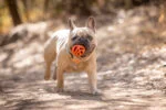 Balle de rapport pour chien, flottante, Ø 6 cm – Chuckit! Air Fetch Ball – Image 3