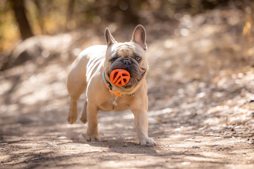 Balle de rapport pour chien, flottante, Ø 6 cm – Chuckit! Air Fetch Ball – Image 3