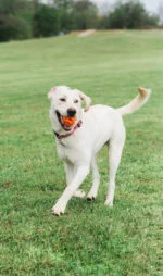 Balle de rapport pour chien, flottante, Ø 6 cm – Chuckit! Air Fetch Ball – Image 4