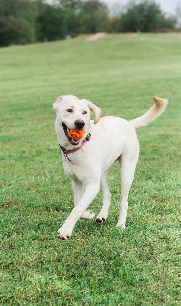 Balle de rapport pour chien, flottante, Ø 6 cm – Chuckit! Air Fetch Ball – Image 4