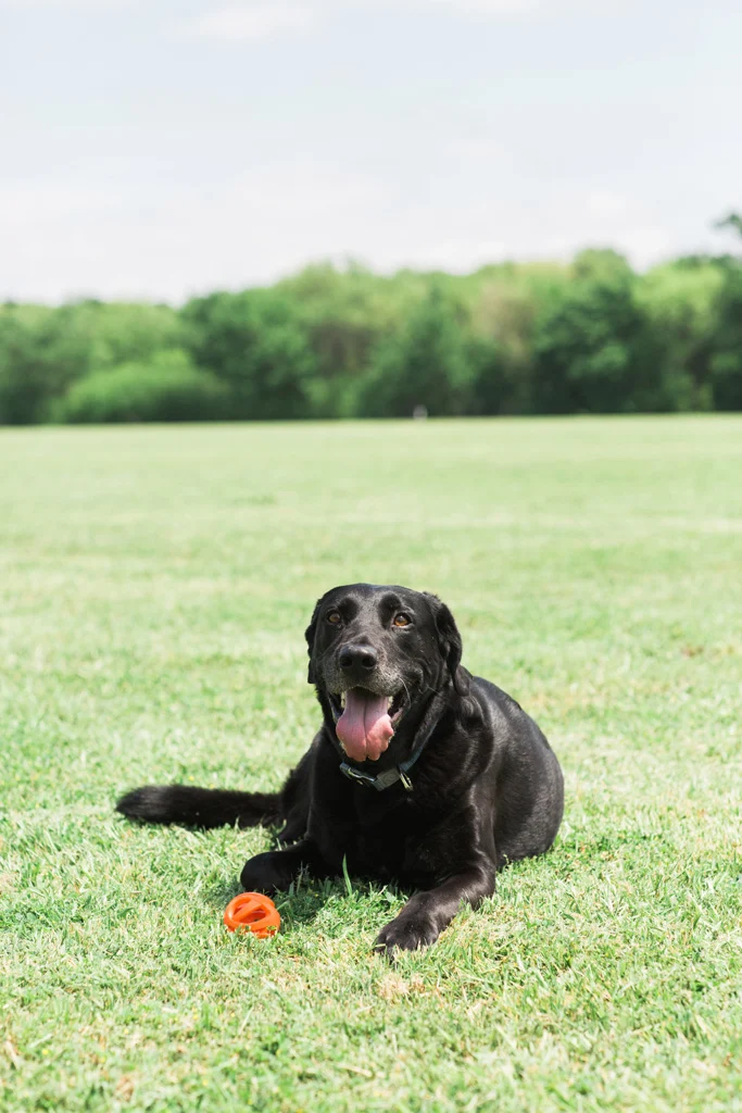 Balle de rapport pour chien, flottante, Ø 6 cm – Chuckit! Air Fetch Ball – Image 5