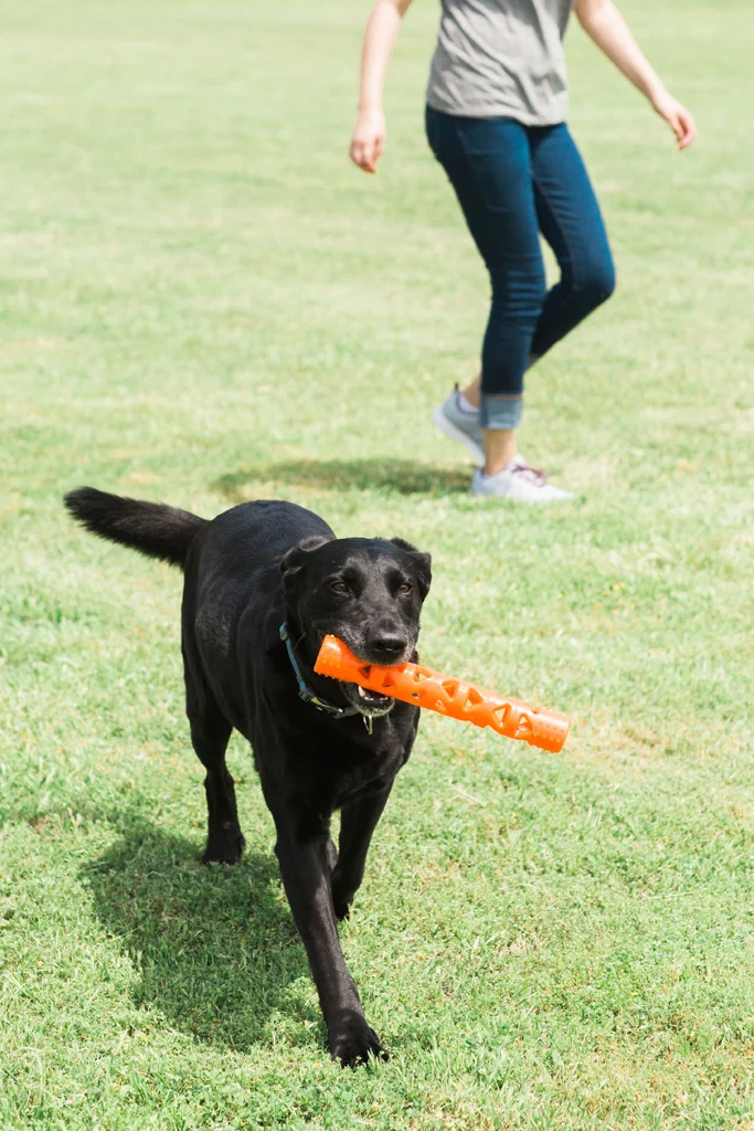 Bâton de rapport en caoutchouc souple, flottant, 31 cm – Chuckit! Air Fetch Stick – Image 5