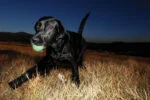 Balle en caoutchouc pour chien, lumineuse, Ø 5 cm – Chuckit! Max Glow S – Image 3