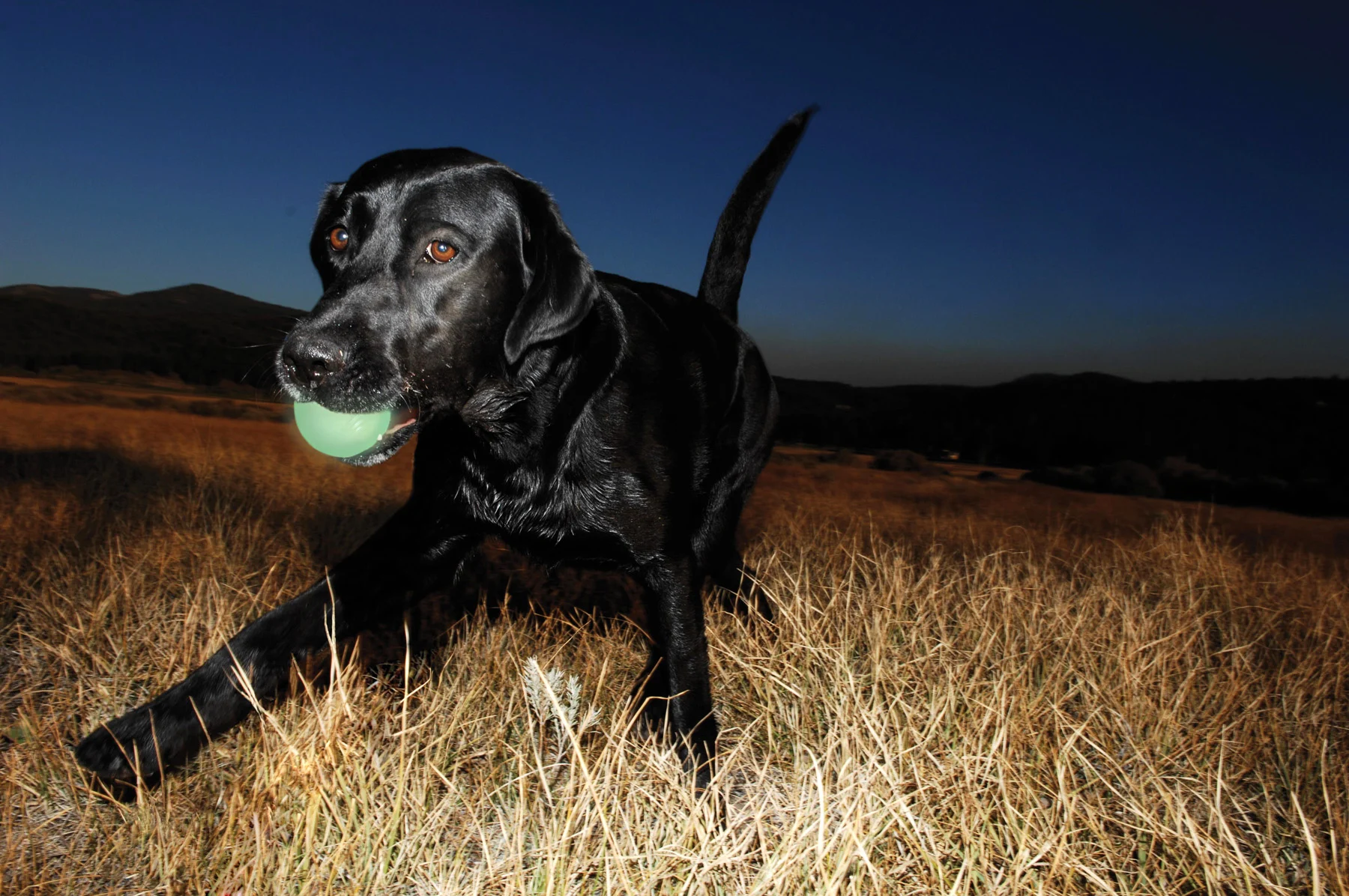 Balle en caoutchouc pour chien, lumineuse, Ø 5 cm – Chuckit! Max Glow S – Image 3