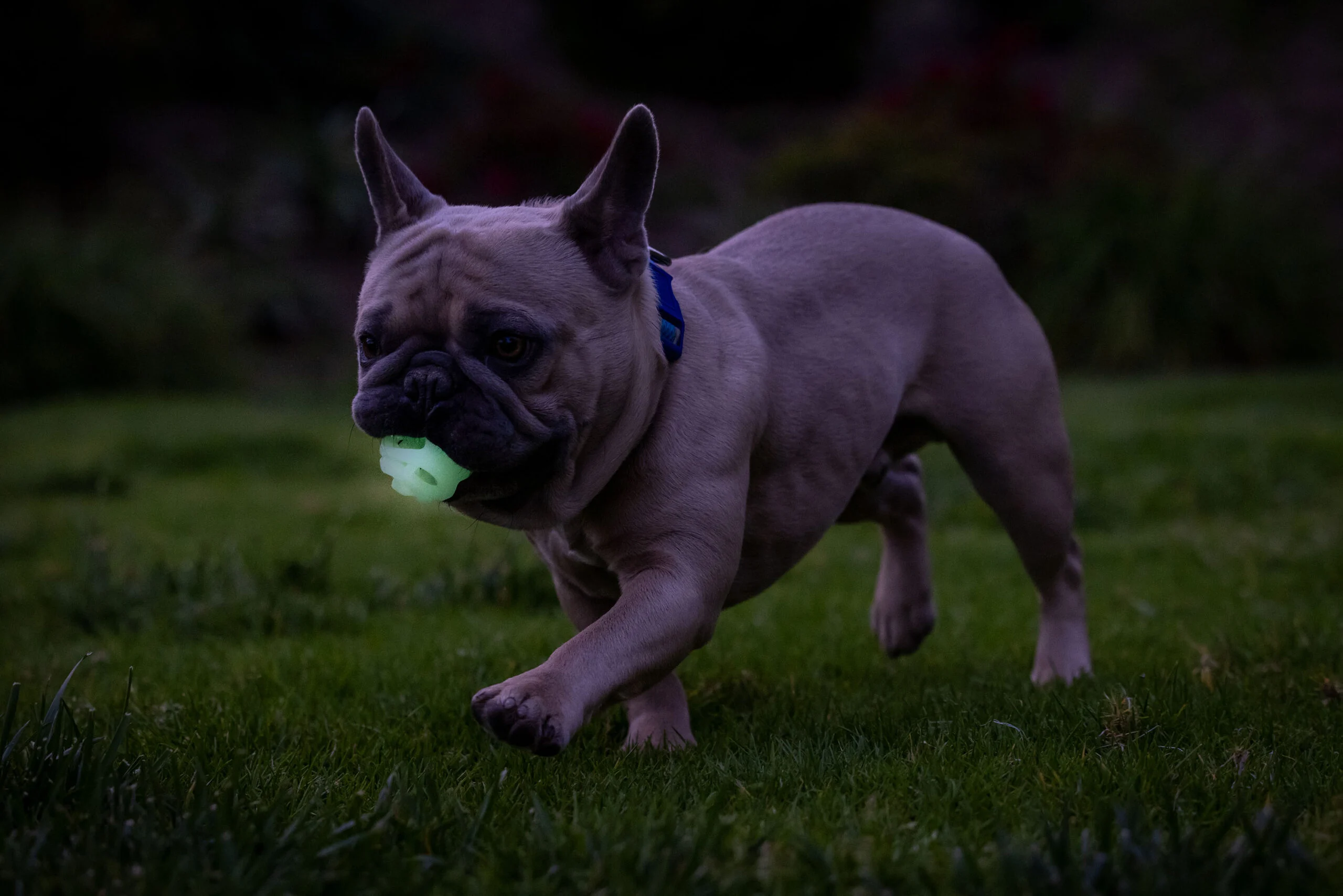 Balle lumineuse pour chien S, flottante, 4,5 cm, 2 pièces – Chuckit! Air Glow Fetch Ball – Image 4