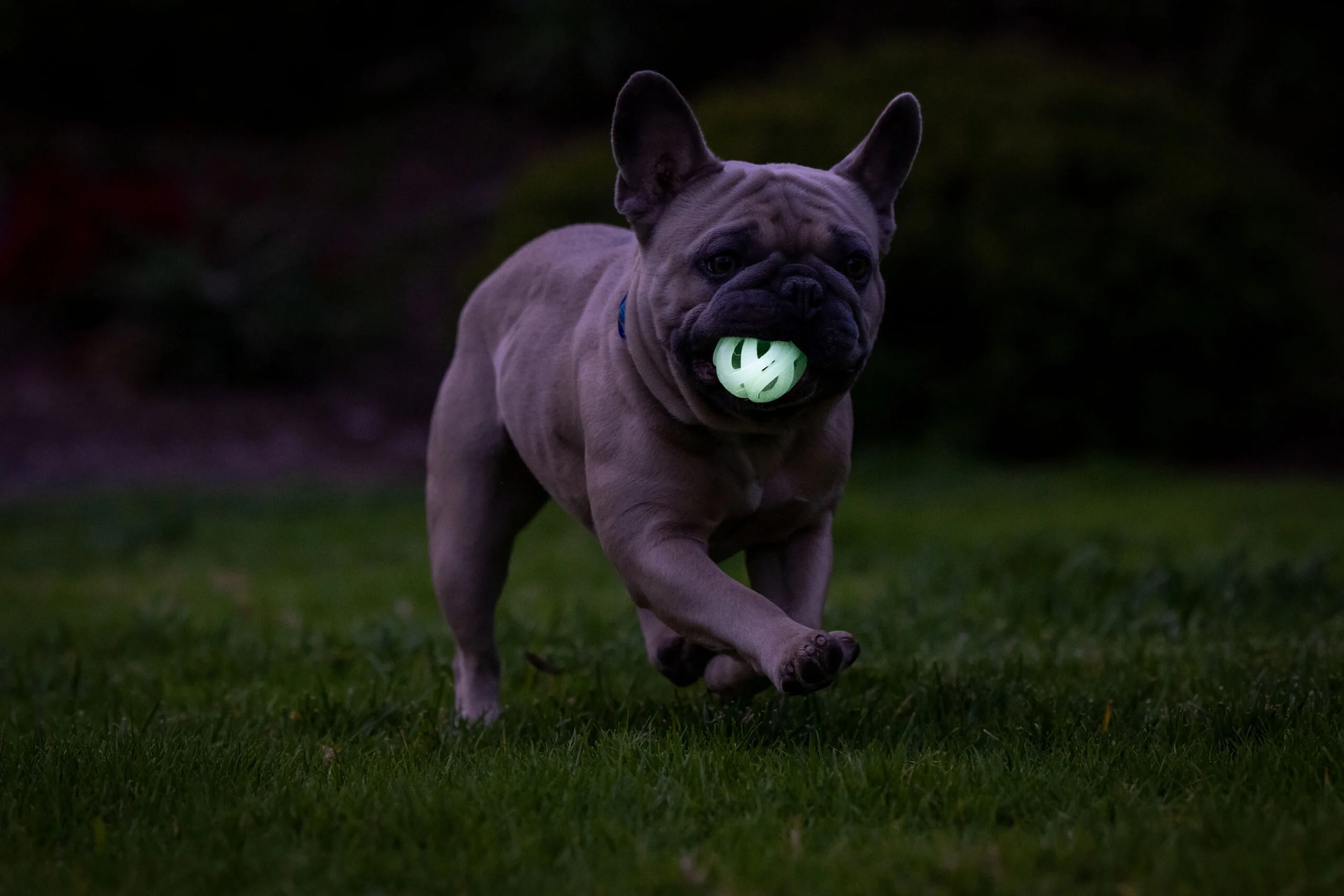 Balle lumineuse pour chien S, flottante, 4,5 cm, 2 pièces – Chuckit! Air Glow Fetch Ball – Image 5