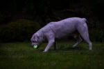 Balle lumineuse pour chien M, flottante, 6 cm – Chuckit! Air Glow Fetch Ball – Image 4