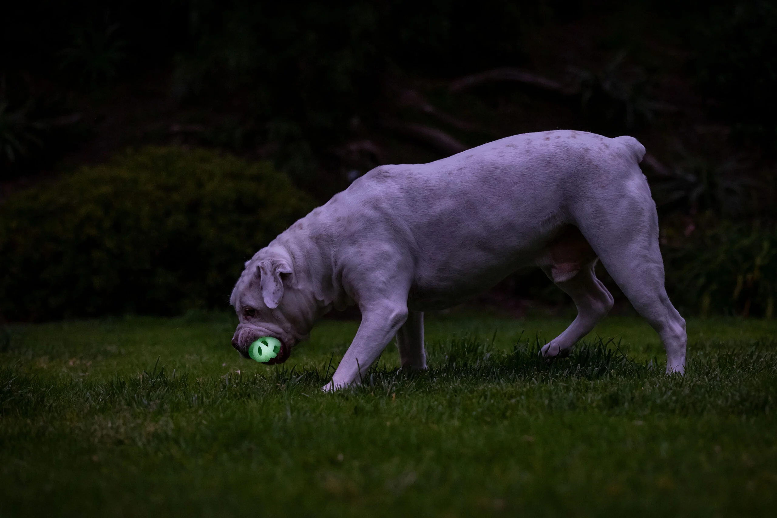 Balle lumineuse pour chien M, flottante, 6 cm – Chuckit! Air Glow Fetch Ball – Image 4