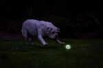Balle lumineuse pour chien M, flottante, 6 cm – Chuckit! Air Glow Fetch Ball – Image 5