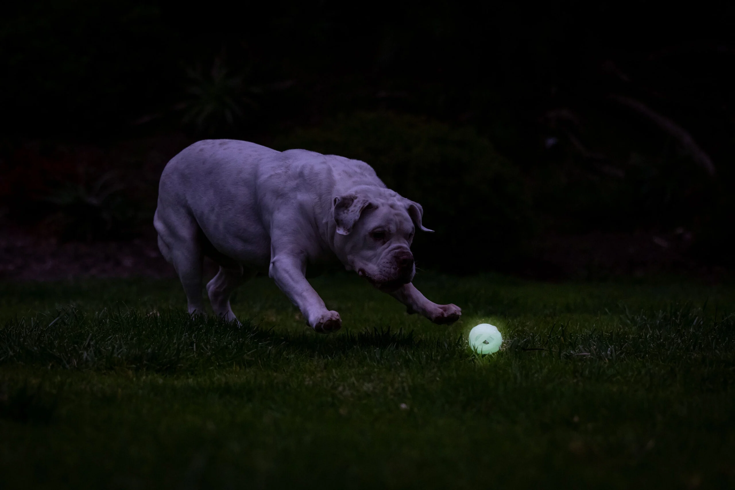 Balle lumineuse pour chien M, flottante, 6 cm – Chuckit! Air Glow Fetch Ball – Image 5