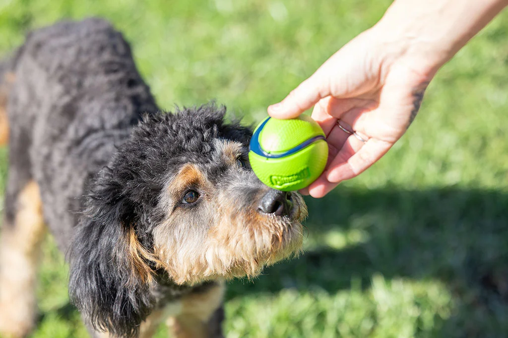 Balles pour chien parfumées au bacon et au beurre de cacahuète, 4 pièces – Chuckit! Sniff Fetch Ball Bacon & Peanut Butter M – Image 2