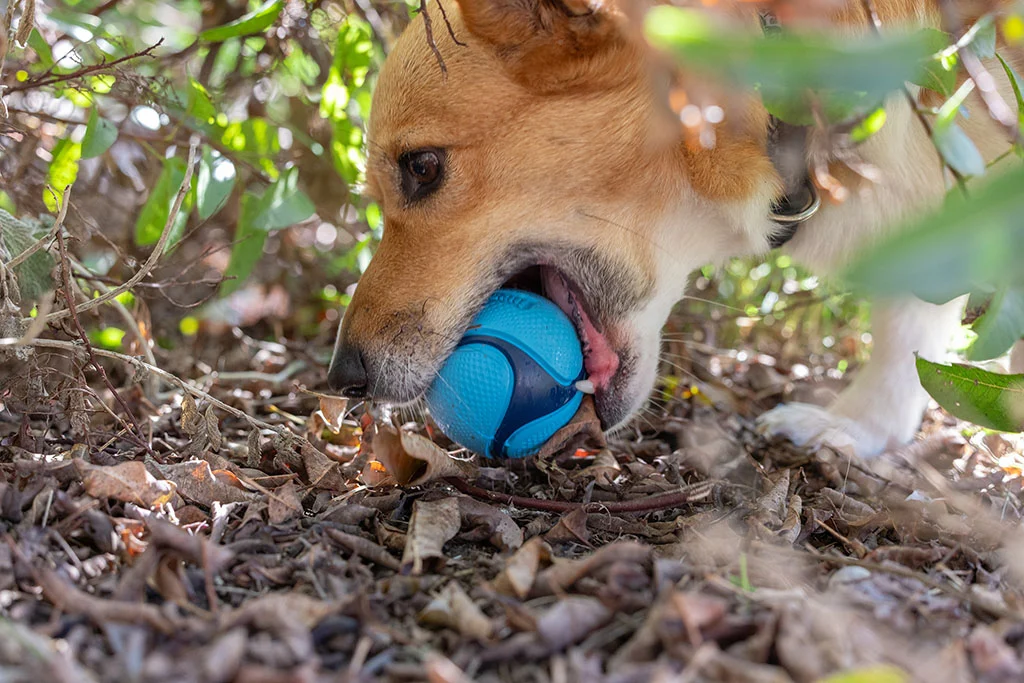 Balles pour chien parfumées au bacon et au beurre de cacahuète, 4 pièces – Chuckit! Sniff Fetch Ball Bacon & Peanut Butter M – Image 3