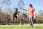 Lanceur de balles avec balle en caoutchouc, pliable, 46 cm déplié – Chuckit! Fetch & Fold Launcher Mini – Image 3