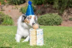 Balle pour chien parfum vanille, M 6 cm – Chuckit! Birthday Fetch Ball – Image 2