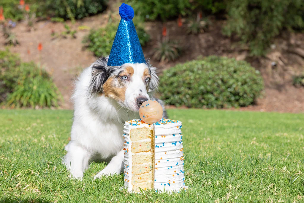 Balle pour chien parfum vanille, M 6 cm – Chuckit! Birthday Fetch Ball – Image 2