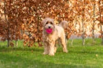 Balle pour chien à picots avec couineur, S 5 cm, orange – Dog Comets Exoplanet – Image 4