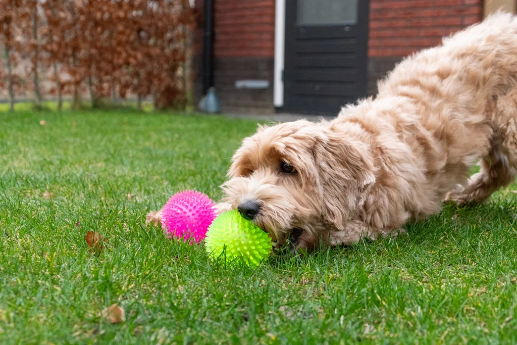 Balle pour chien à picots avec couineur, S 5 cm, orange – Dog Comets Exoplanet – Image 5