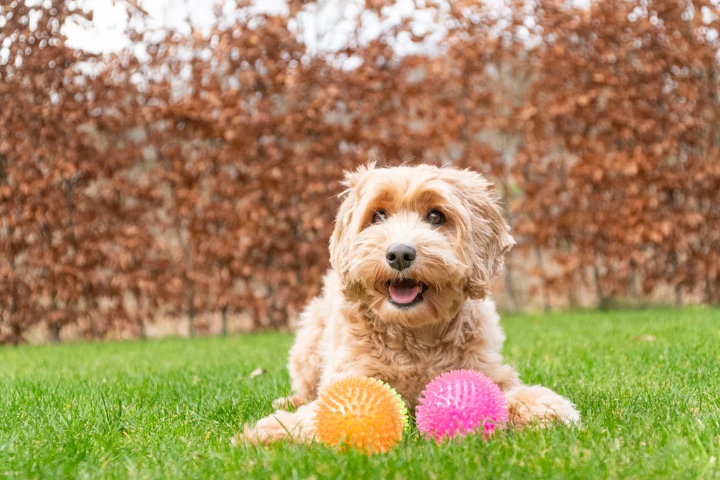 Balle pour chien à picots avec couineur, S 5 cm, rose – Dog Comets Exoplanet – Image 6