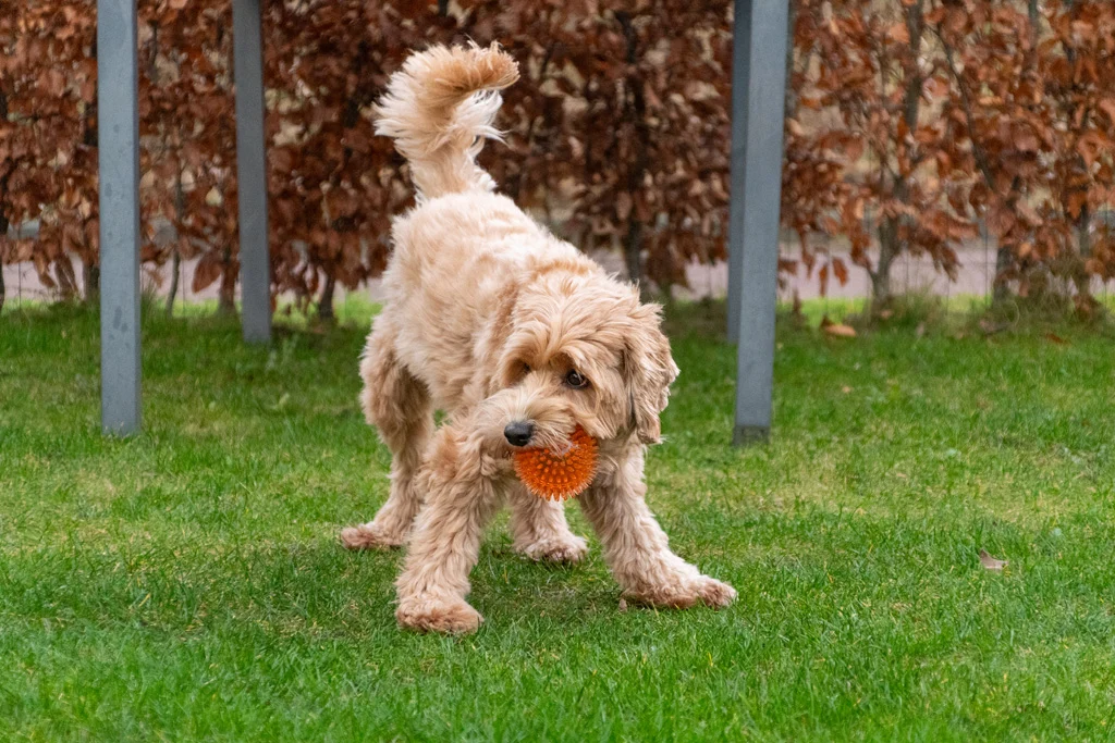 Balle hérisson pour chien avec couineur, verte, L, 10,5 cm – Dog Comets Exoplanet – Image 3