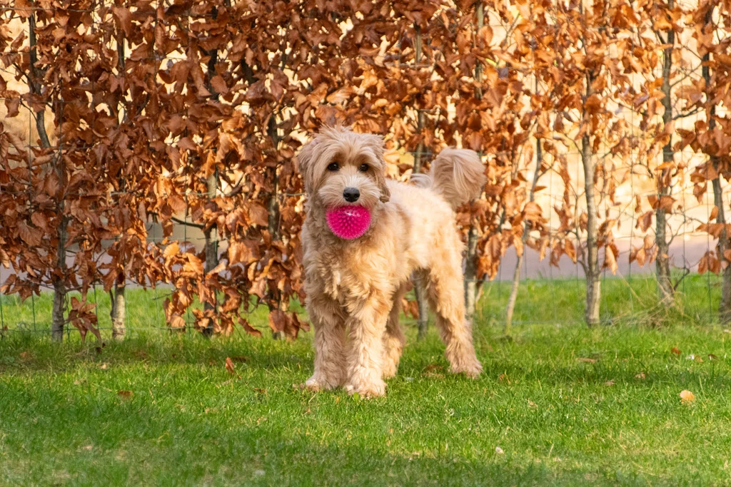Balle pour chien à picots avec couineur, M 8 cm, verte – Dog Comets Exoplanet – Image 4