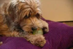 Balle lumineuse pour chien avec couineur, M 7,5 cm, orange – Dog Comets Glow In The Dark Moon Bal – Image 4