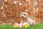Balle lumineuse pour chien avec couineur, L 10 cm, verte – Dog Comets Glow In The Dark Moon Bal – Image 5