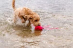 Jouet pour chien avec couineur et tentacules froissantes, L 37 cm, orange – Dog Comets Alien Octo – Image 3
