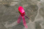Jouet pour chien avec pouic et tentacules bruissants, 28 cm, rose – Dog Comets Alien Octo – Image 4