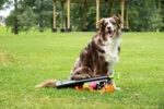 Lanceur de balles pour chien avec 2 balles de tennis, taille M, 61 × 18 cm – Dog Comets Comet Launcher – Image 5