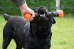 Jouet à lancer en caoutchouc avec couineur, L 32 cm, orange – Dog Comets Meteor – Image 6