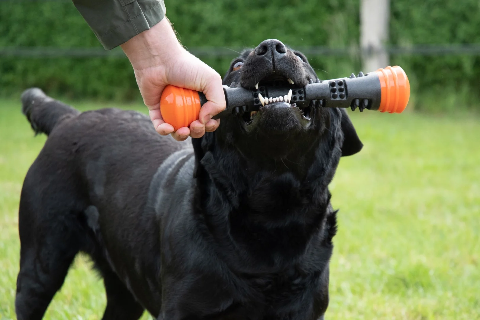Jouet à lancer en caoutchouc avec couineur, L 32 cm, orange – Dog Comets Meteor – Image 6