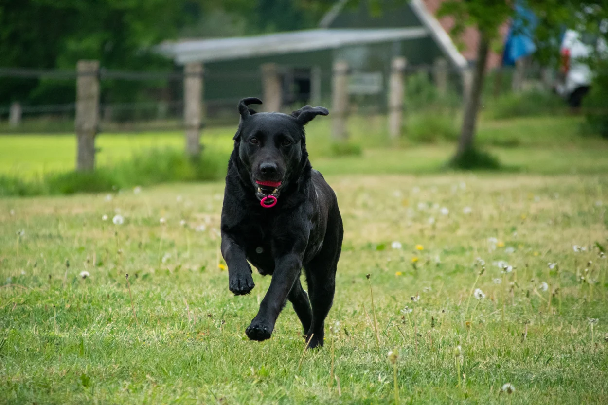 Balle pour chien avec cordon rétractable orange – Dog Comets Blazar Jet – Image 5