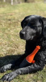 Jouet de rapport avec corde pour l’eau, 23 cm, orange – Dog Comets Bobber – Image 5
