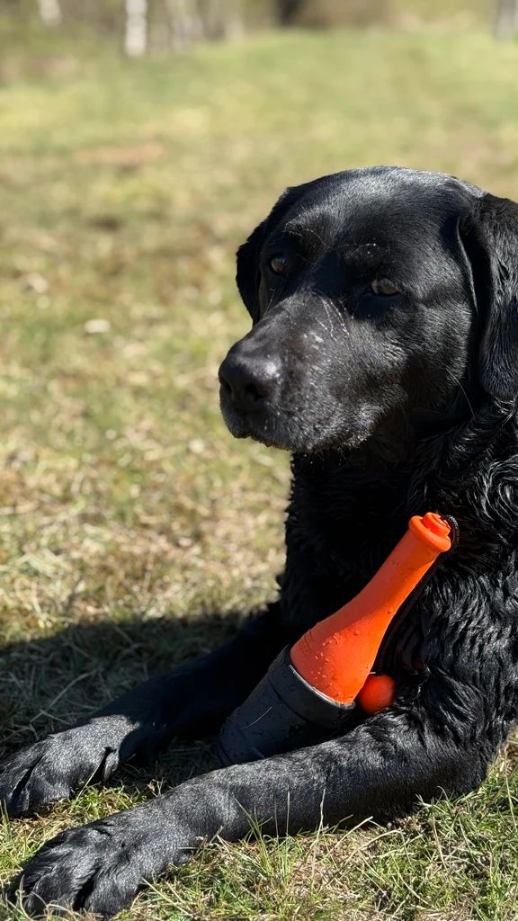 Jouet de rapport avec corde pour l’eau, 23 cm, orange – Dog Comets Bobber – Image 5