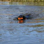 Jouet de rapport avec corde pour l’eau, 23 cm, orange – Dog Comets Bobber – Image 6