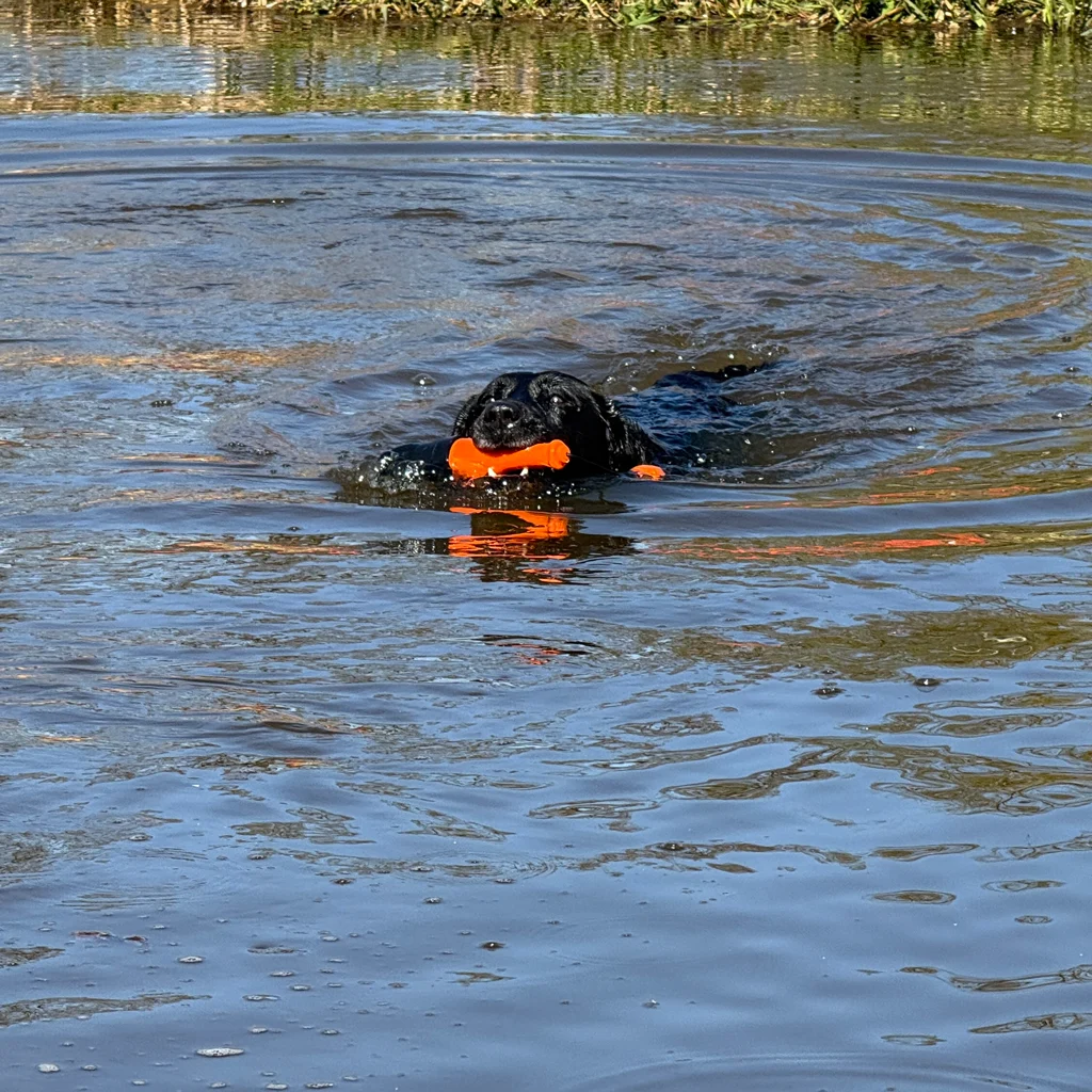 Jouet de rapport avec corde pour l’eau, 23 cm, orange – Dog Comets Bobber – Image 6