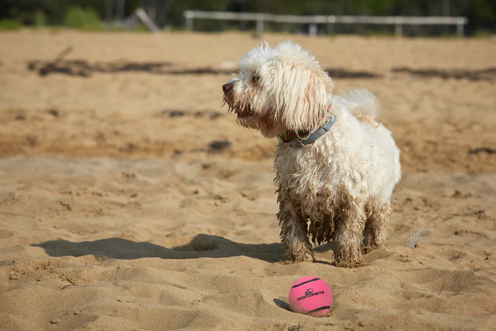 Balle de tennis pour chien avec couineur M, Ø 6 cm, rose – Dog Comets Neutron Star – Image 3