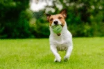 Balle de tennis avec couineur et rebord en caoutchouc, verte, M, 6 cm – Dog Comets Neutron Star – Image 3