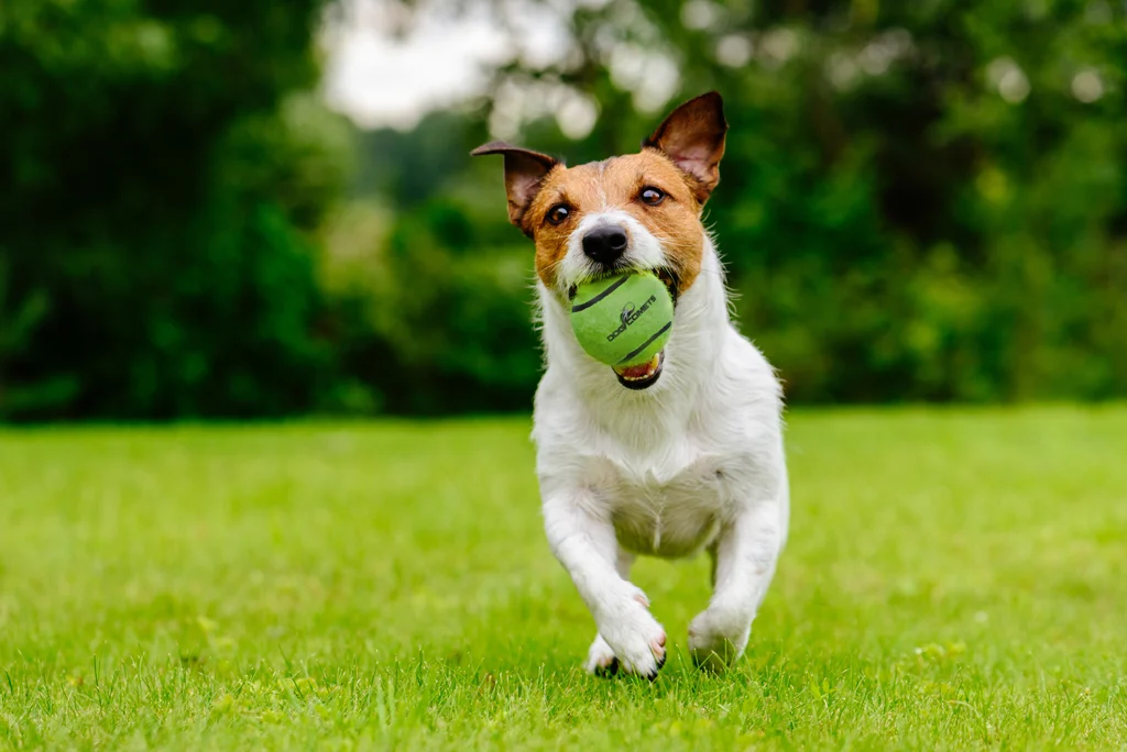 Balle de tennis avec couineur et rebord en caoutchouc, verte, M, 6 cm – Dog Comets Neutron Star – Image 3