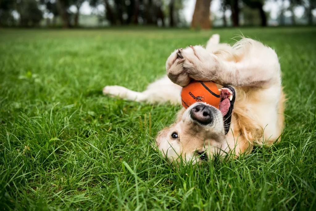 Balle de tennis pour chien avec sifflet M, Ø 6 cm, orange – Dog Comets Neutron Star – Image 3