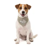 Bandana rafraîchissant pour chiens, beige, S, 45 x 20 cm – Coolpets Cooling Bandana