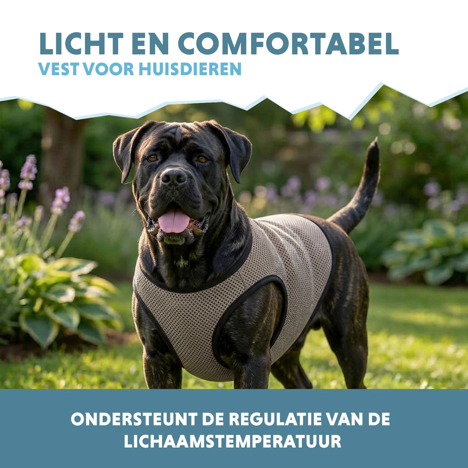 Gilet rafraîchissant pour chien, activé par l’eau, XL, longueur de dos 40 cm – Coolpets Cooling Vest – Image 4