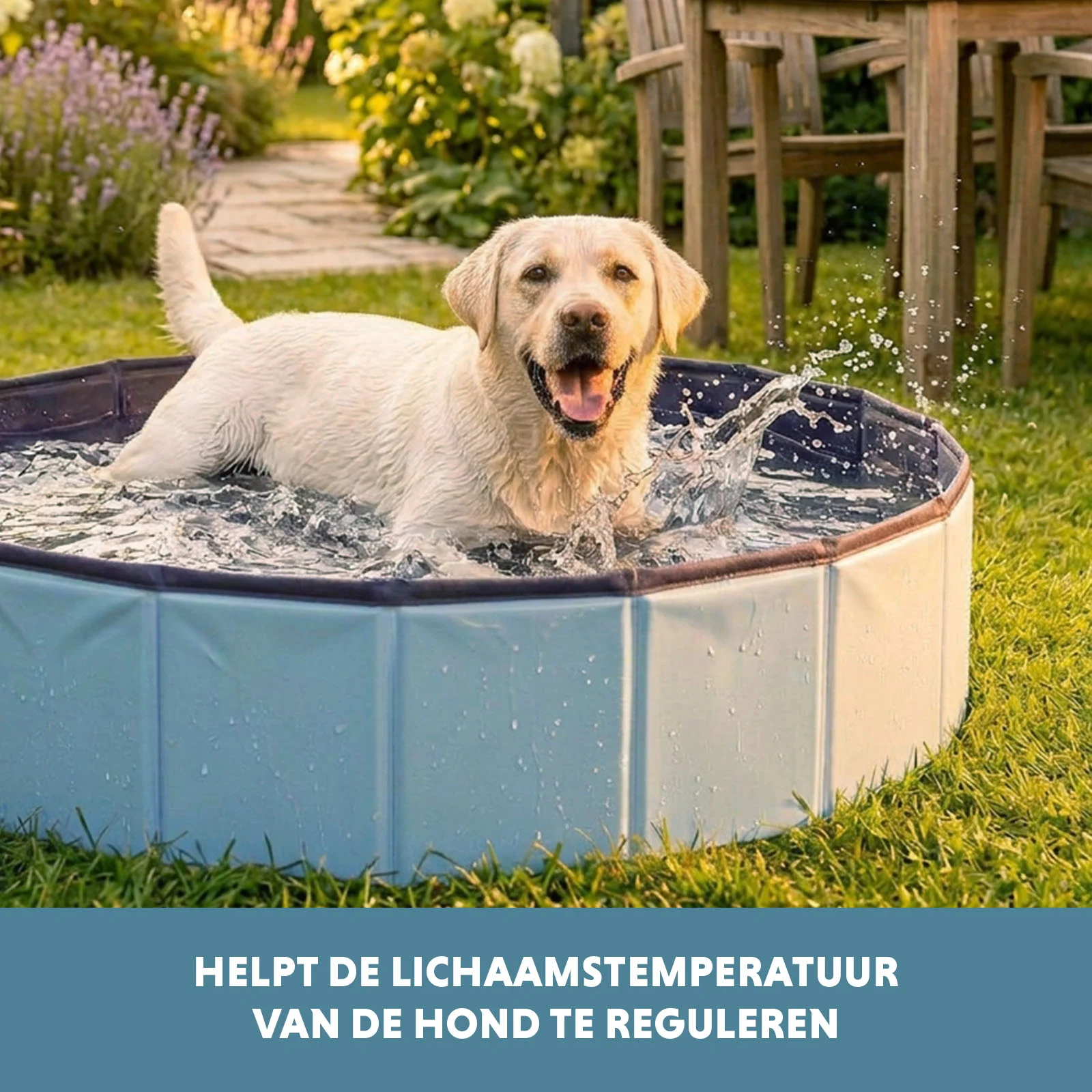 Piscine pour chien avec fond antidérapant, pliable, ø 80 x 20 cm – Coolpets Splash Dog Pool – Image 6