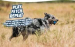 Balle pour chien en caoutchouc avec couineur L, ø 7 cm, 1 pièce – Chuckit! Ultra Squeaker Ball – Image 6