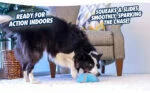 Jouet coulissant pour chien avec couineur, 18 x 14 cm – Chuckit! Indoor Super Slider – Image 6