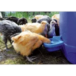 Abreuvoir pour poules en plastique 0,5 l