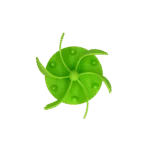 Insert anti glouton pour gamelle de chien avec ventouses, vert L, diamètre de la base 14,5 cm – Eat Slow Live Longer Gobble Stopper – Image 2