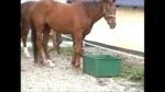 Bac de pâturage pour chevaux, 200 l, pour aliments et eau – Ok-Plast – Image 2