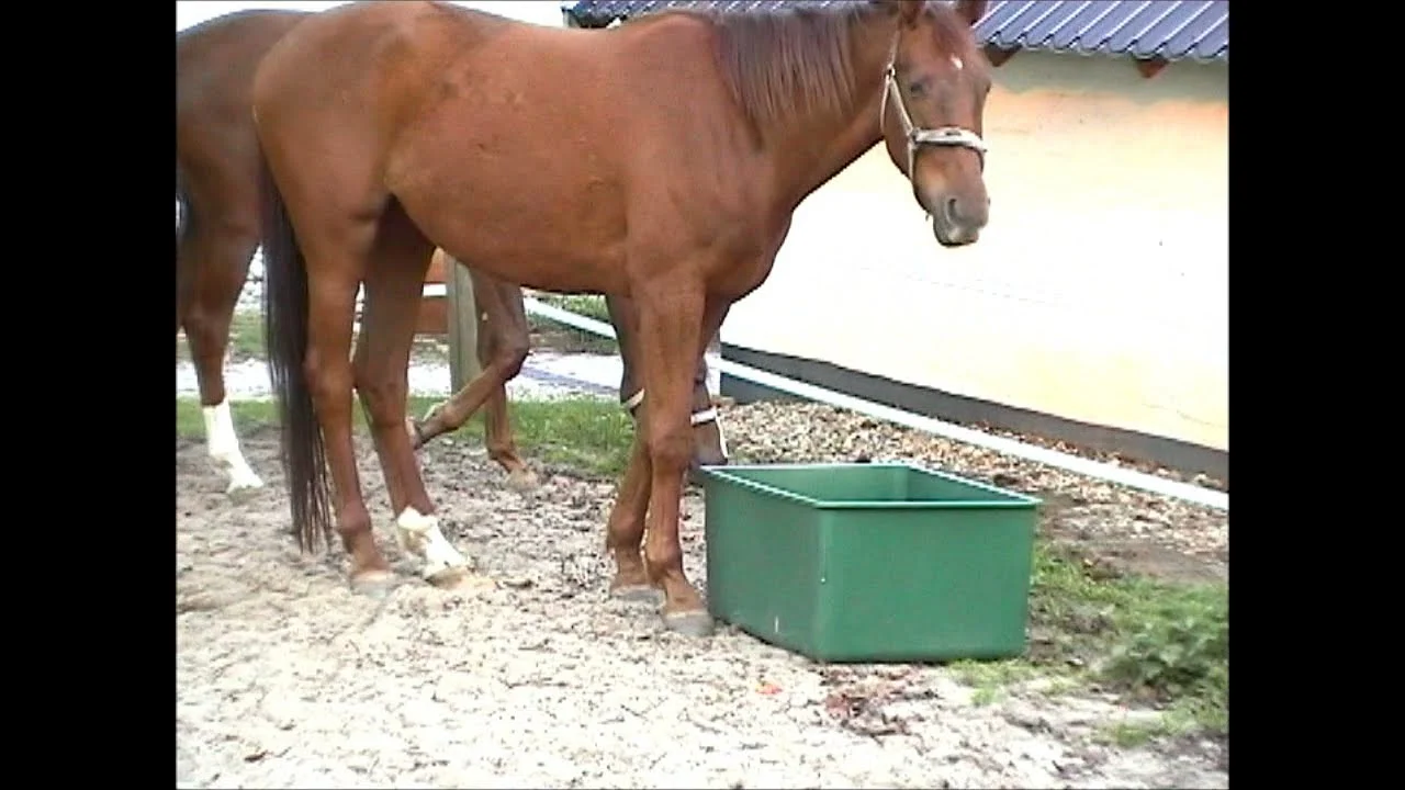 Bac de pâturage pour chevaux, 200 l, pour aliments et eau – Ok-Plast – Image 2